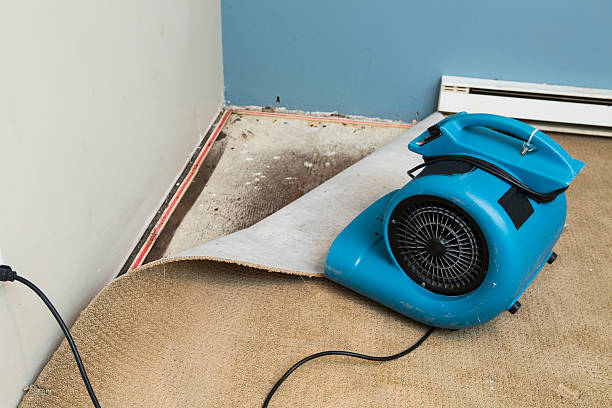 Best Carpet water damage restoration  in White Mountain Lake, AZ